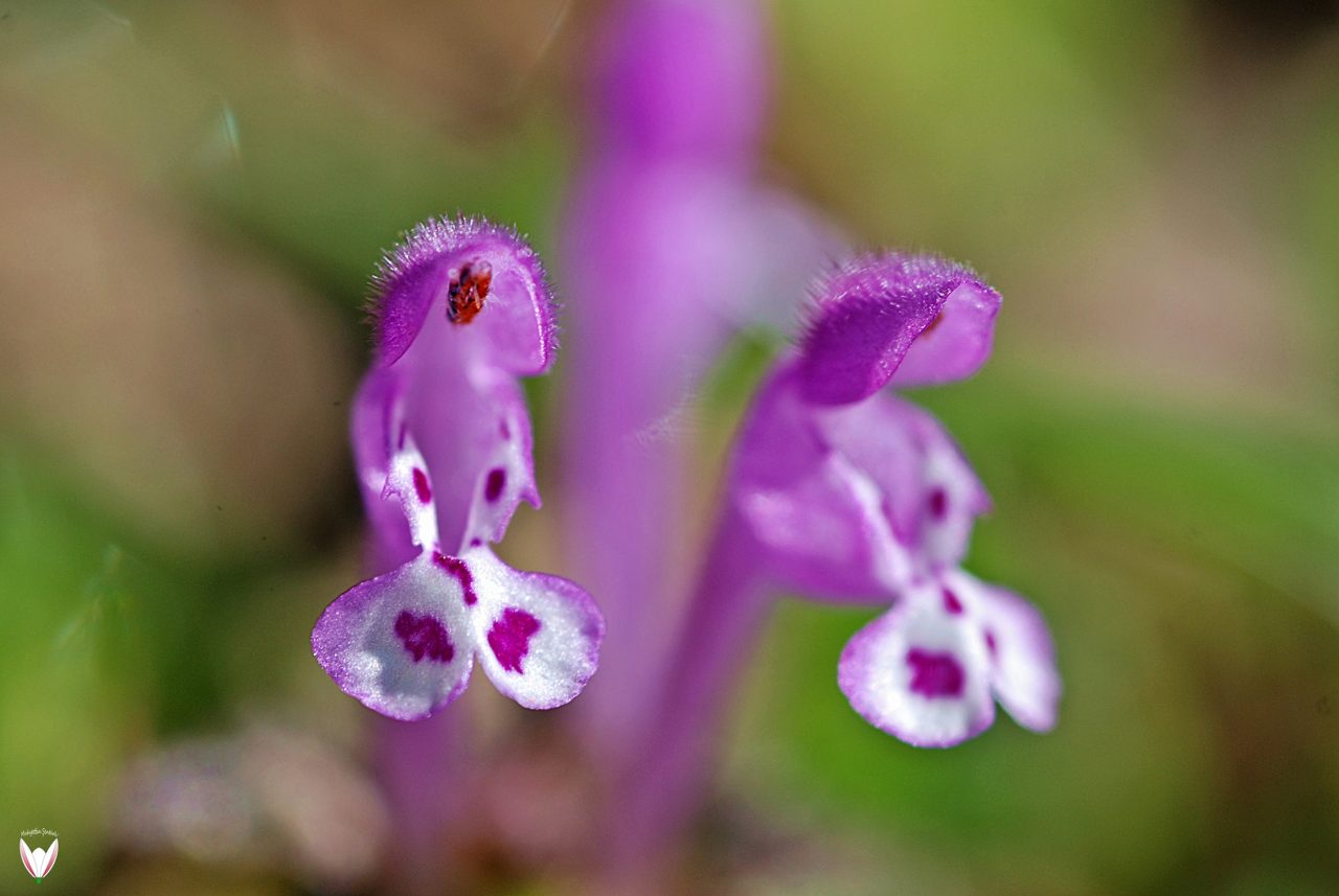 Bitkiler Hisseder Mi - Lamium