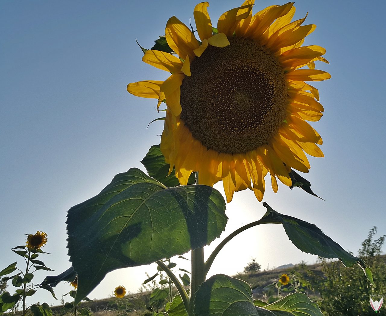 Fitoremediasyon-Helianthus-annuus-1280x1047.jpg