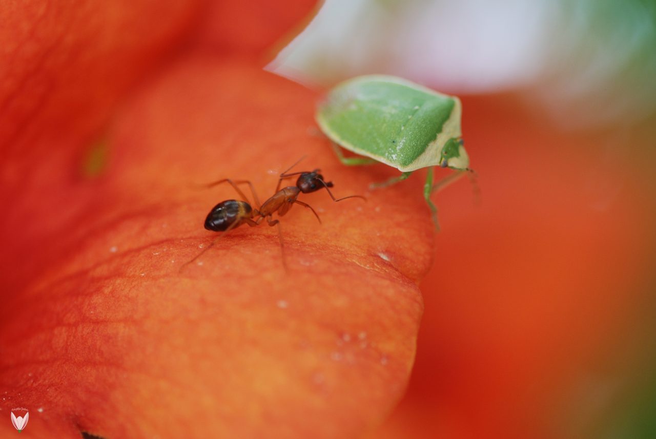 Karınca Kararınca