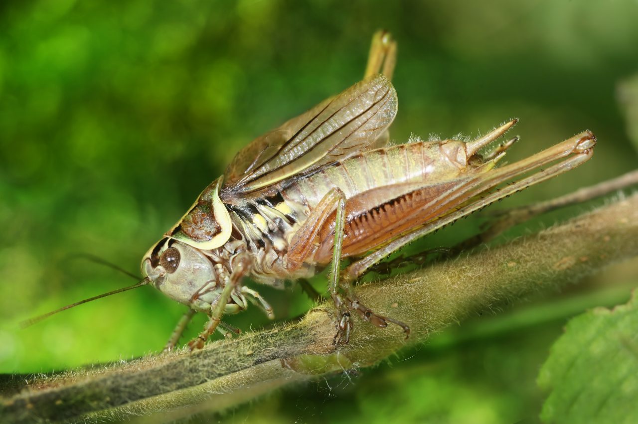 Metrioptera_roeseli_male_Richard_Bartz