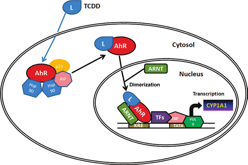 28 ŞUBAT 2021 CUMHURİYET PAZAR BULMACASI SAYI : 1822 The-aryl-hydrocarbon-receptor-signaling-pathway