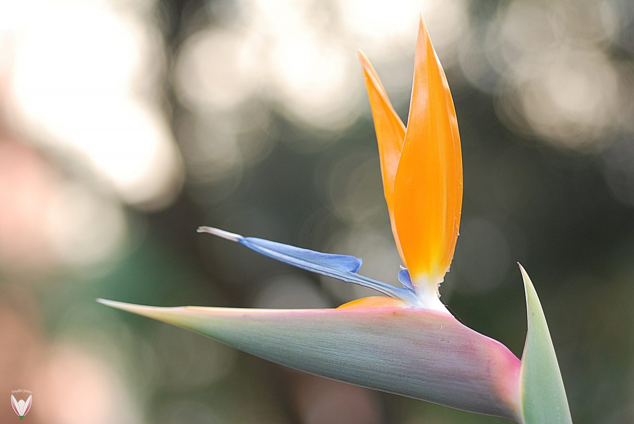 Strelitzia