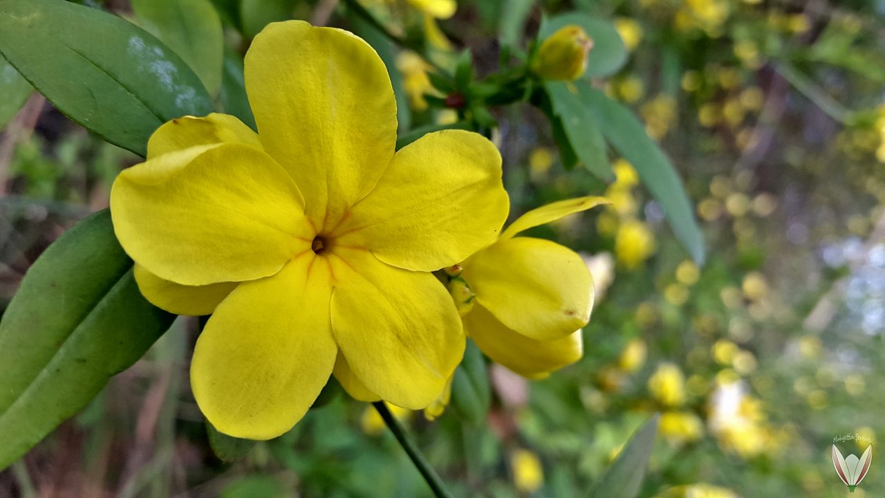 Jasminum primulinum =Jasminum mesnyi