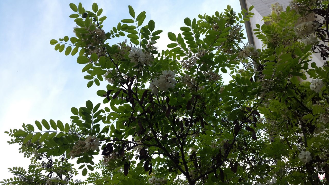 Robinia pseudoacacia - Meü