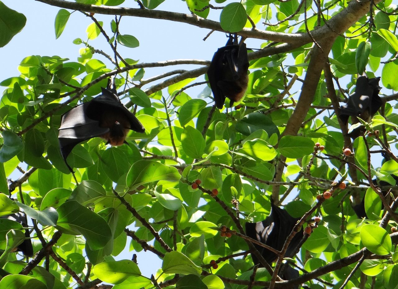 Fig-and-Bats-1280x929.jpg