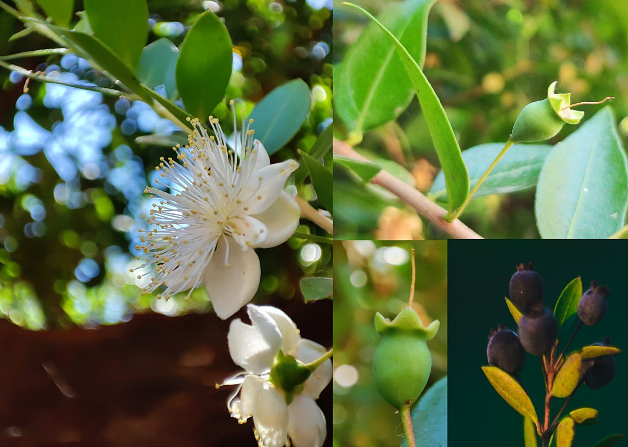 Myrtus communis