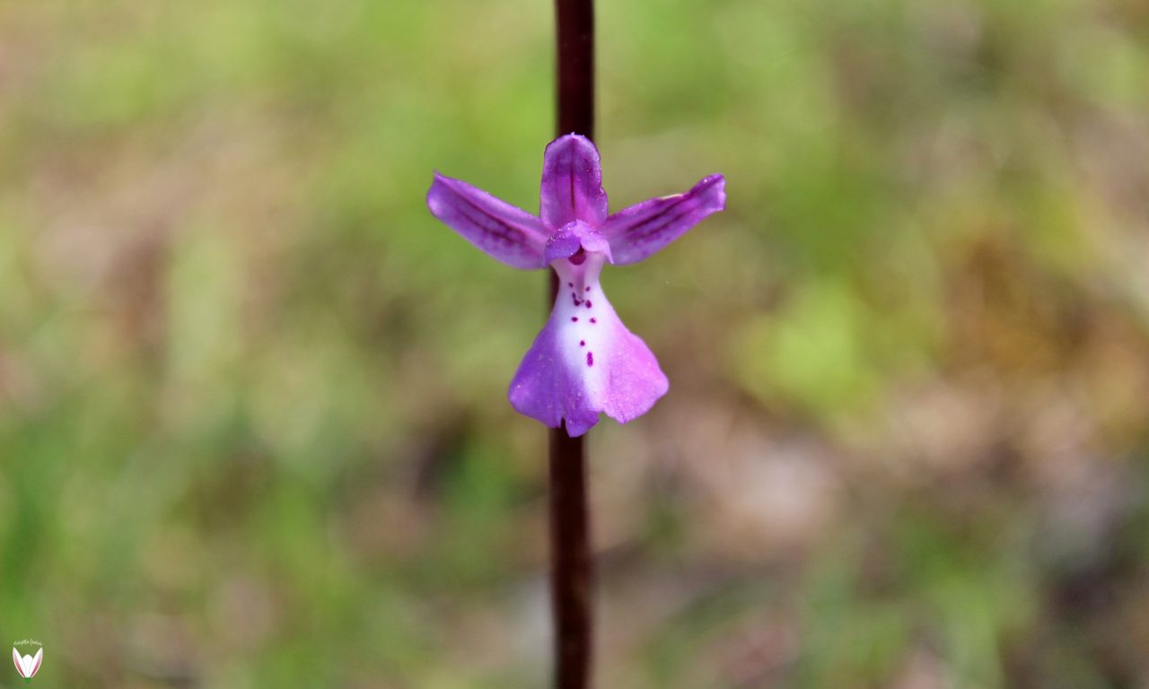 Orchis anatolica