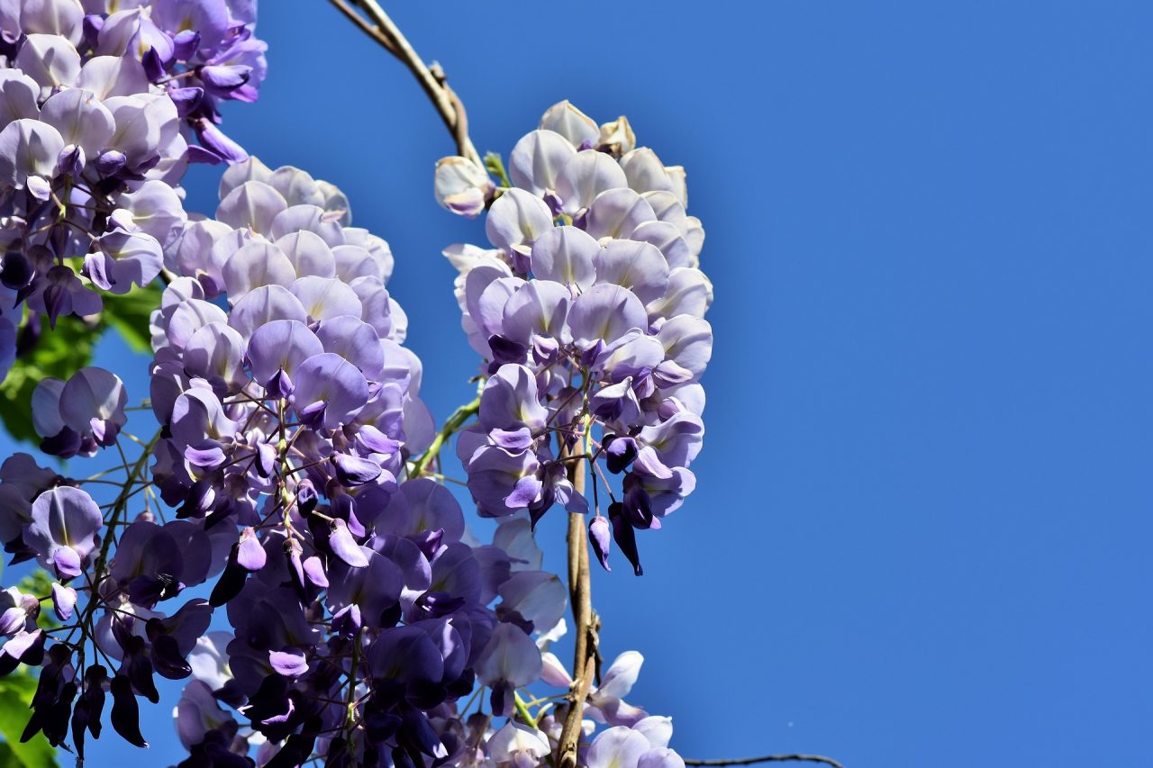 Morsalkım (Wisteria)