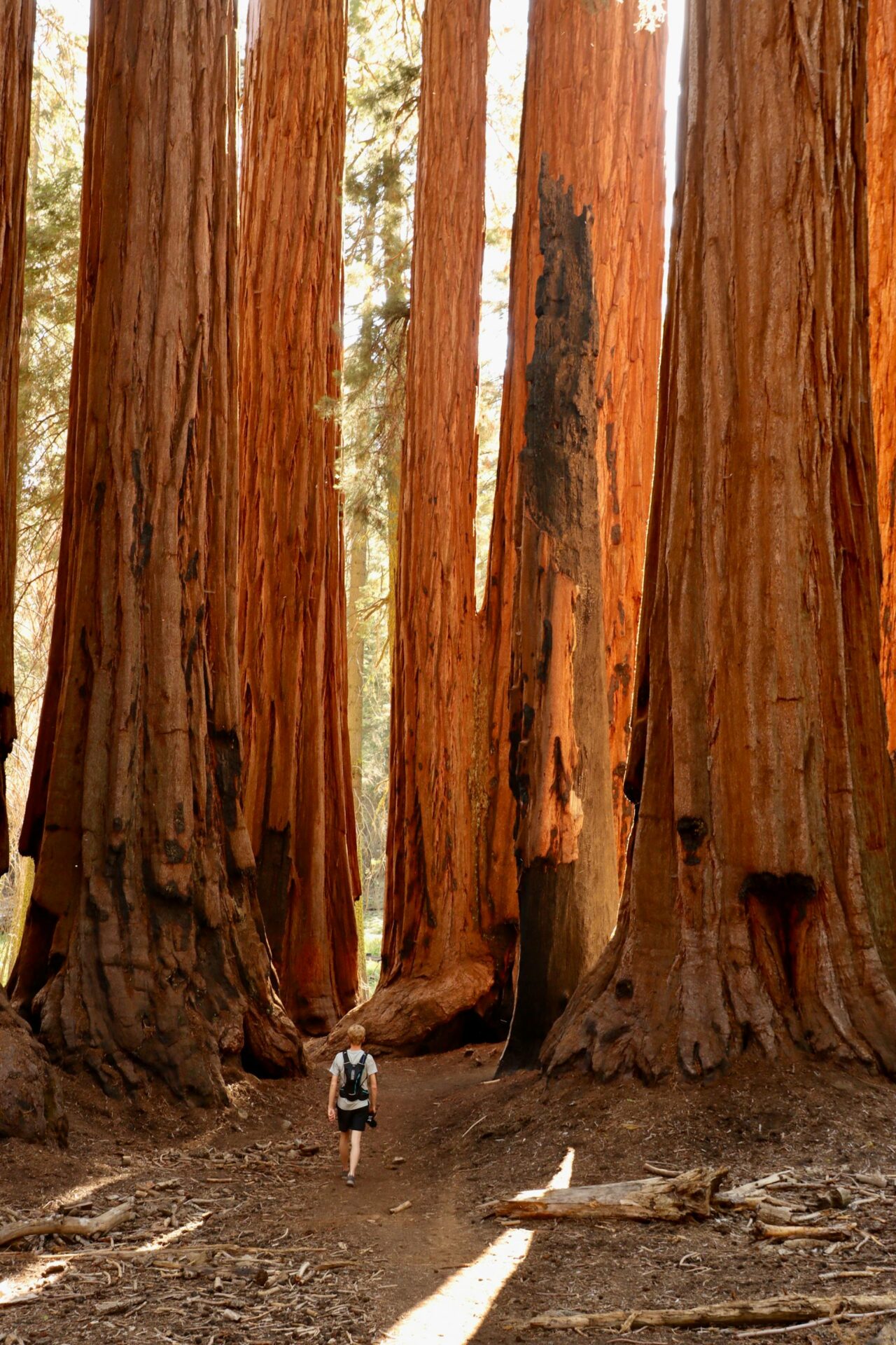 Sequoia-sempervirens-1280x1920.jpg