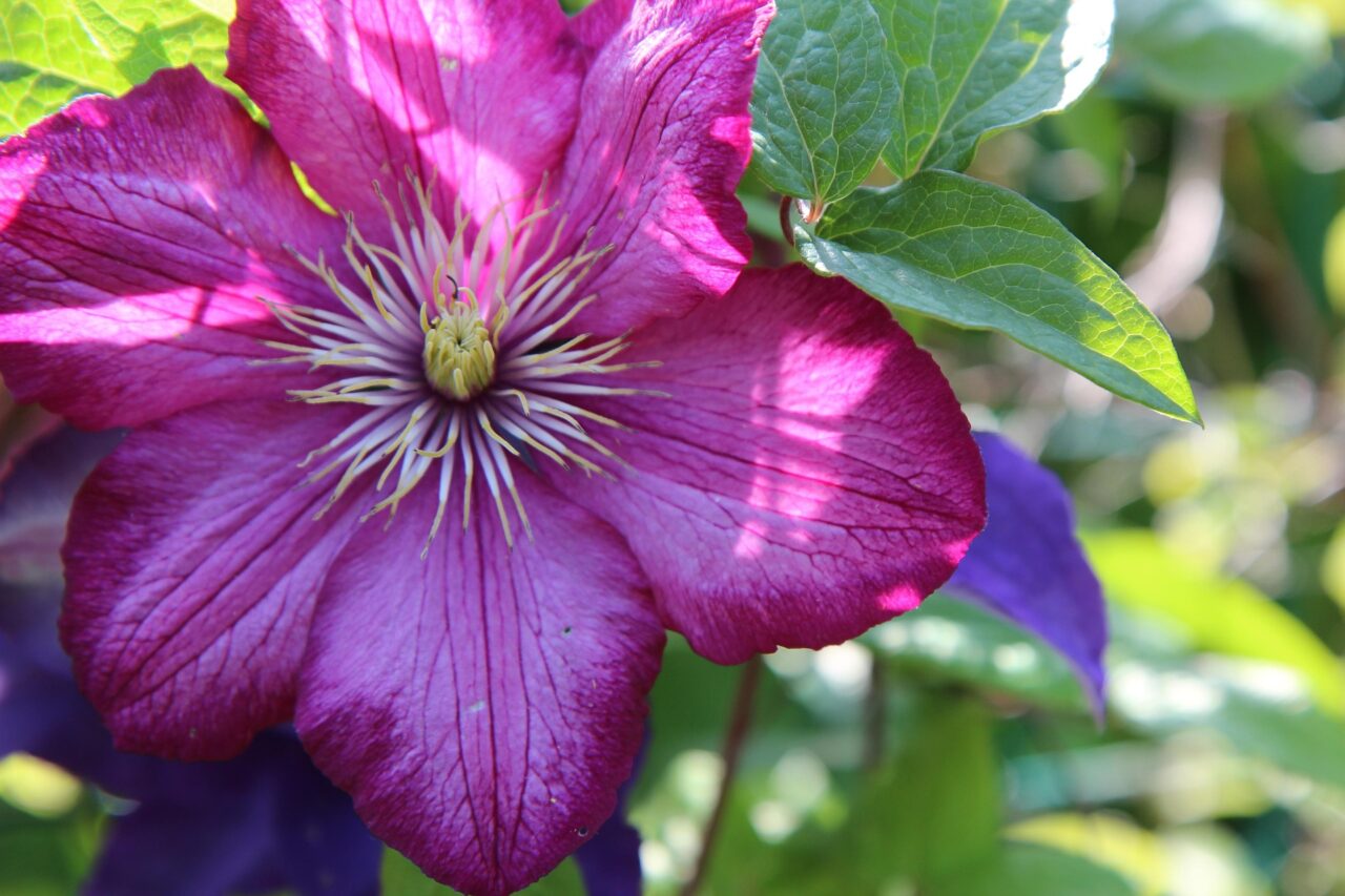 Clematis