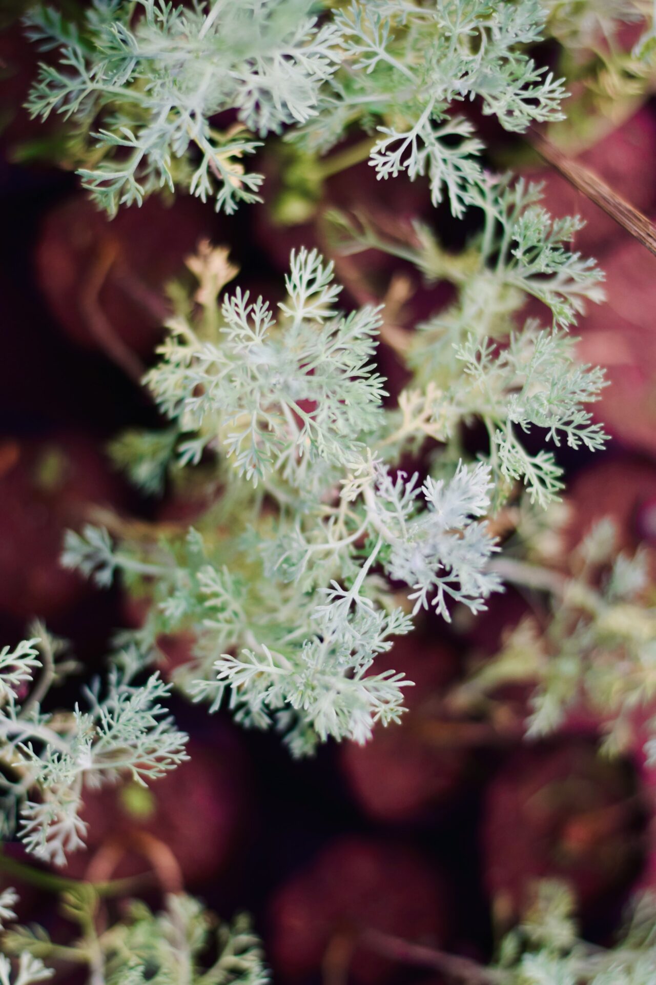 Artemisia