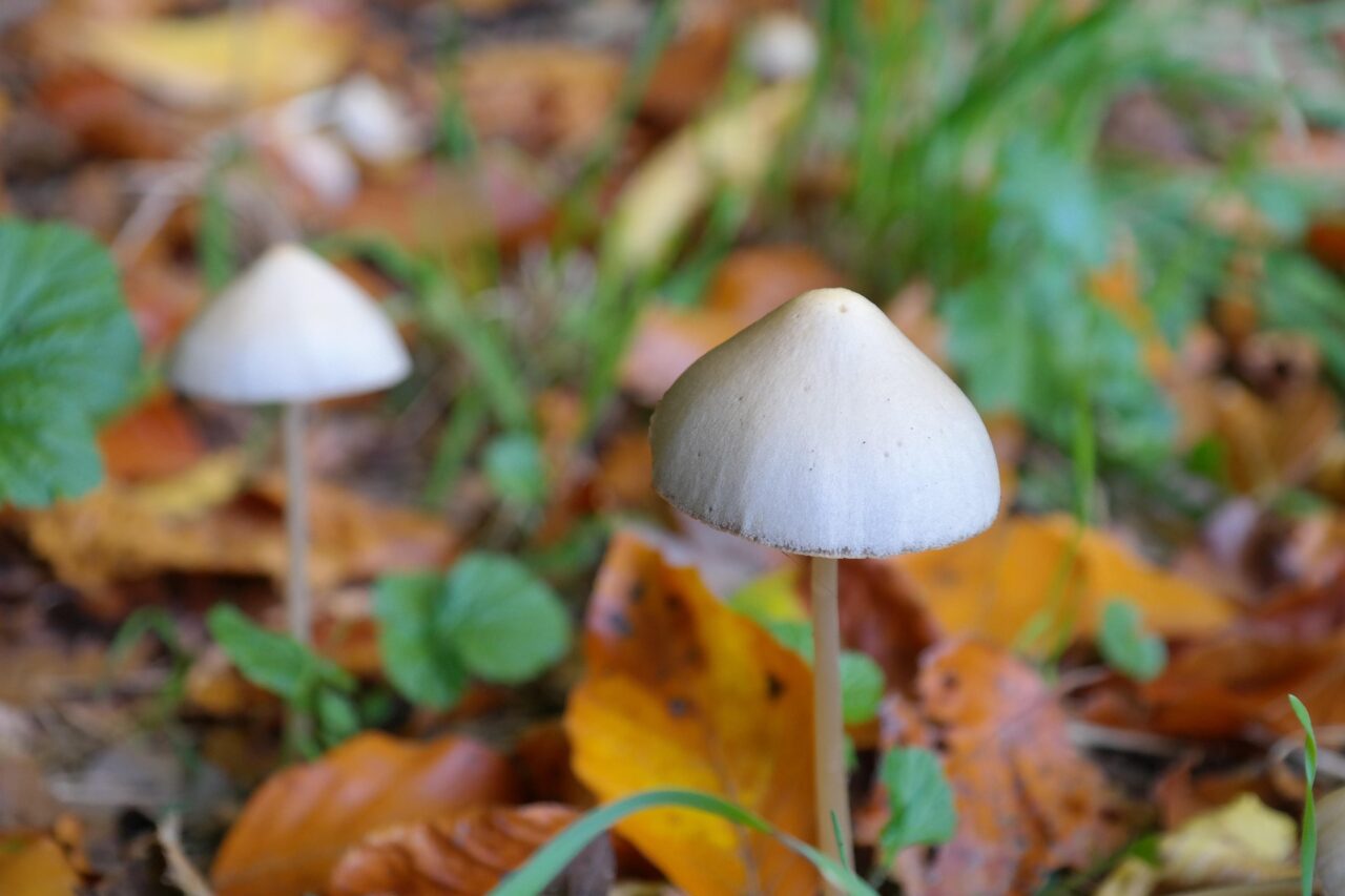 Psilocybe