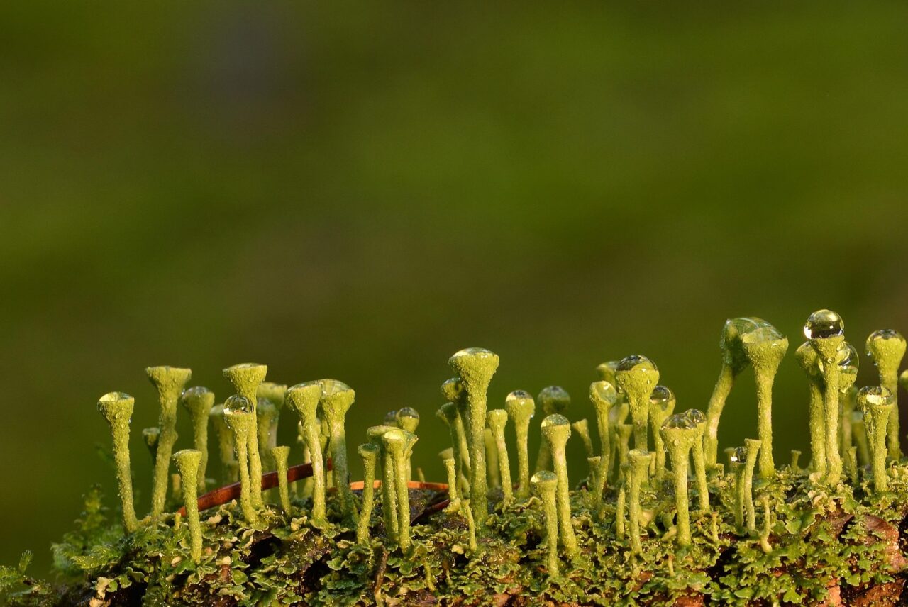 Lichen