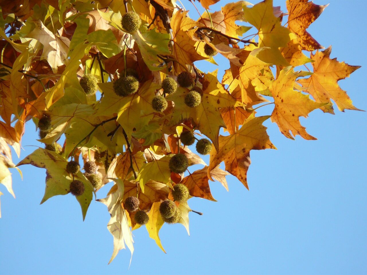 Platanus (Çınar)