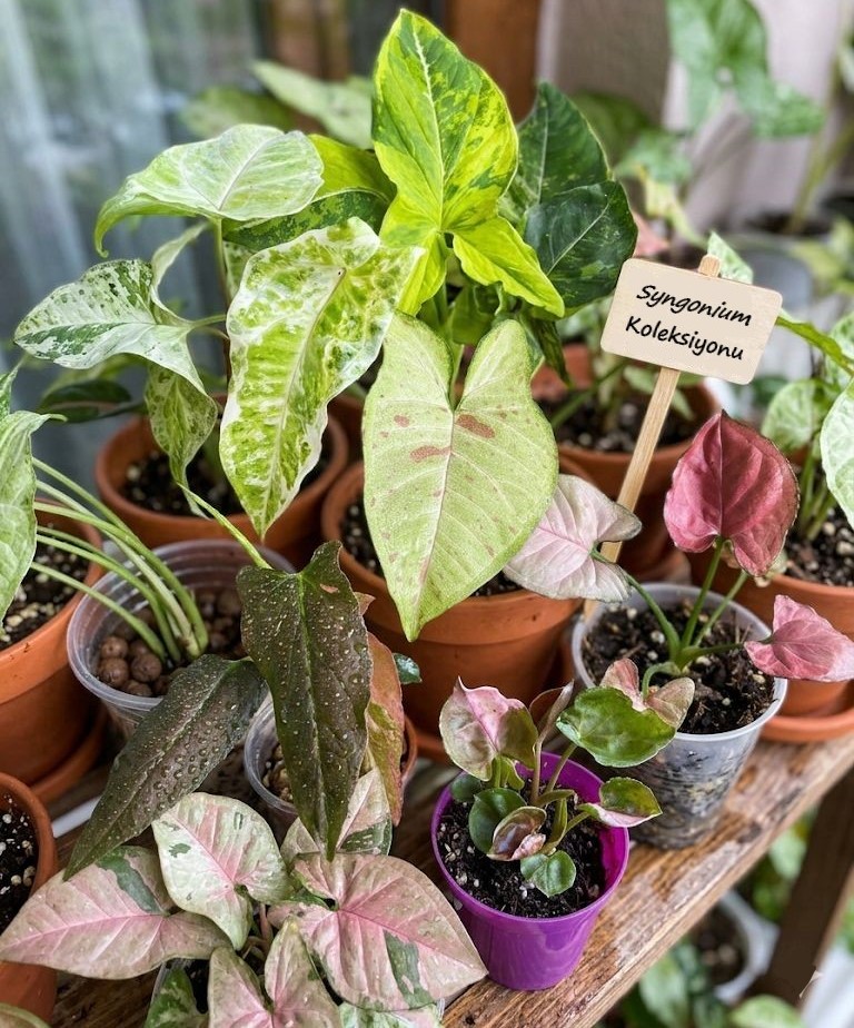 Syngonium Ana Görsel