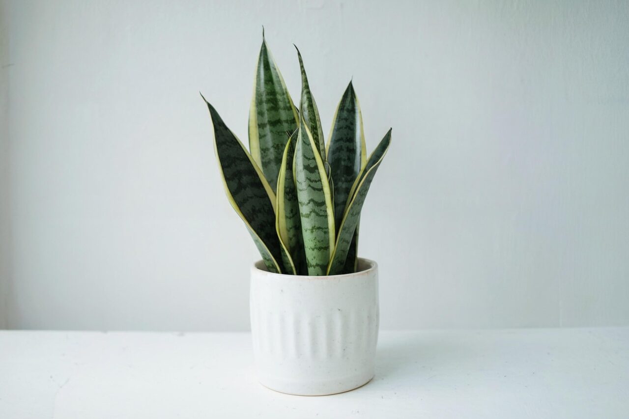 Dracaena trifasciata